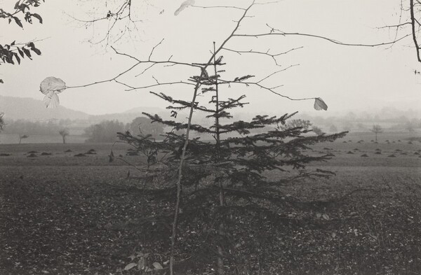 Evergreen Tree, Northern France