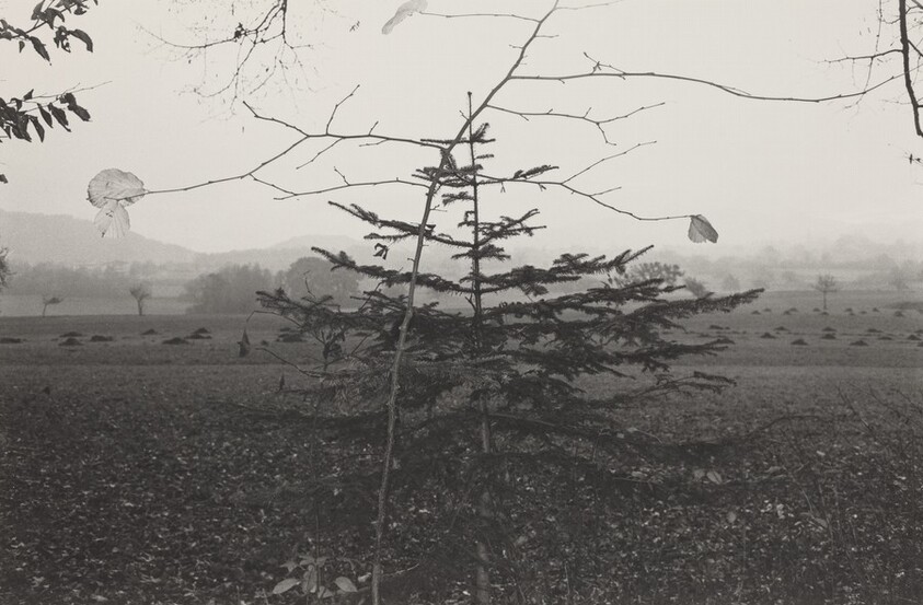 Evergreen Tree, Northern France