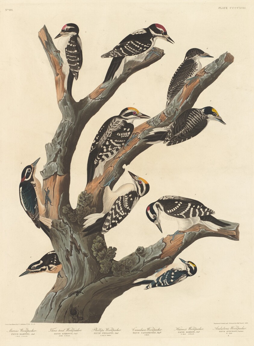 Maria's Woodpecker