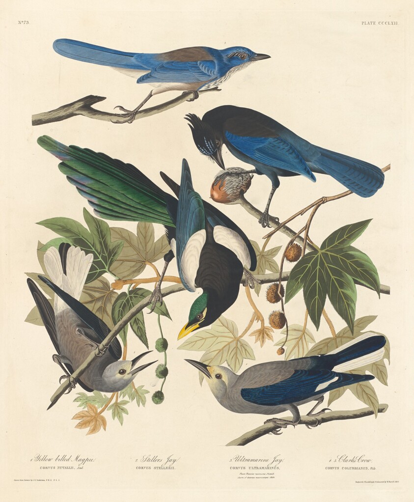 Yellow-billed Magpie, Stellers Jay, Ultramarine Jay and Clark's Crow