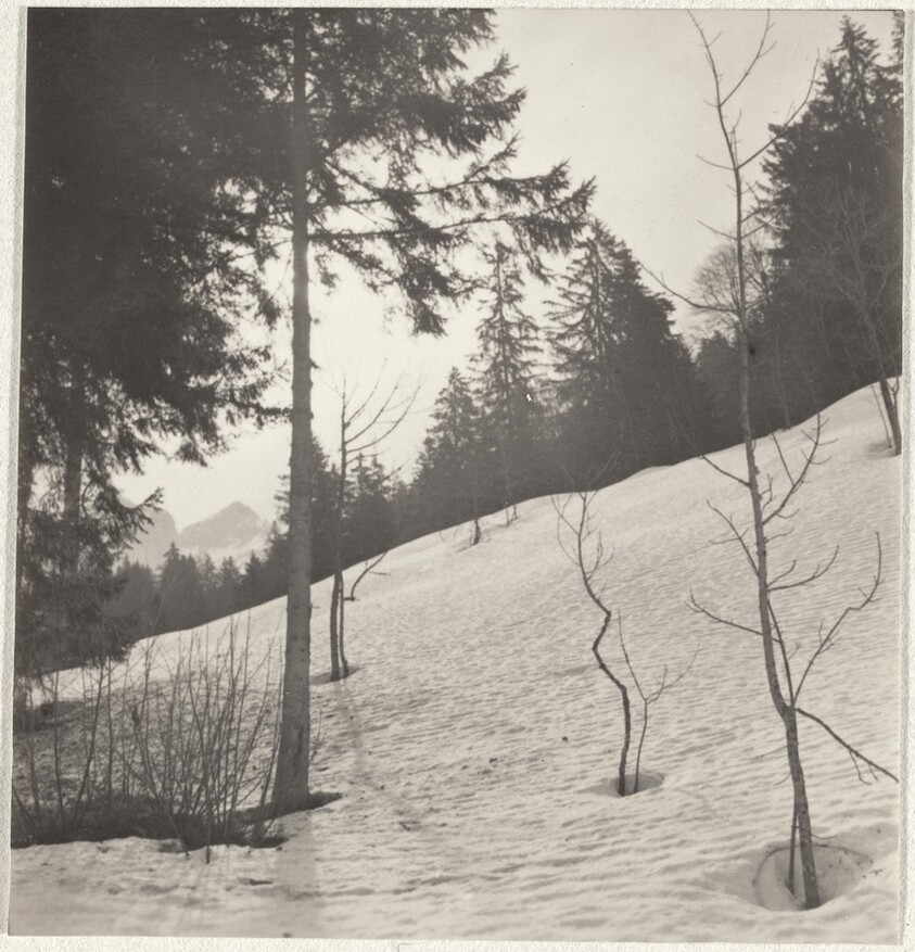 Trees in snow--Landscape