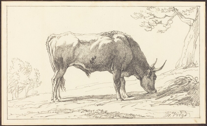 A Young Bull Grazing