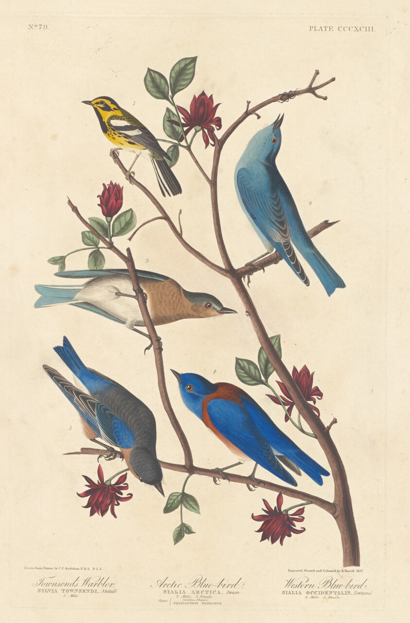 Townsend's Warbler, Arctic Blue Bird and Western Blue Bird
