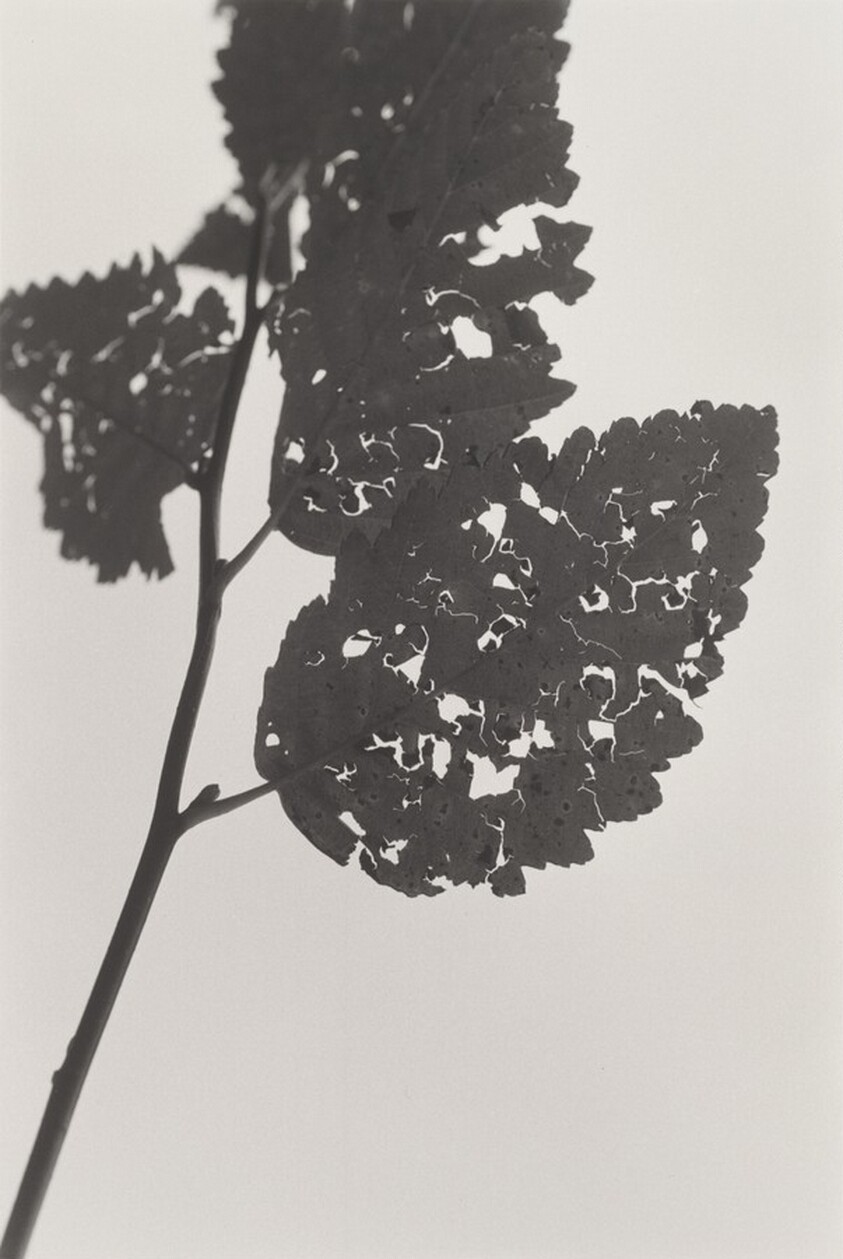 Neahkahnie Mountain, Oregon