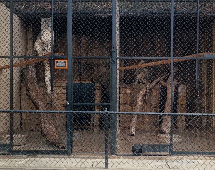 Snow Leopard, San Antonio, Texas