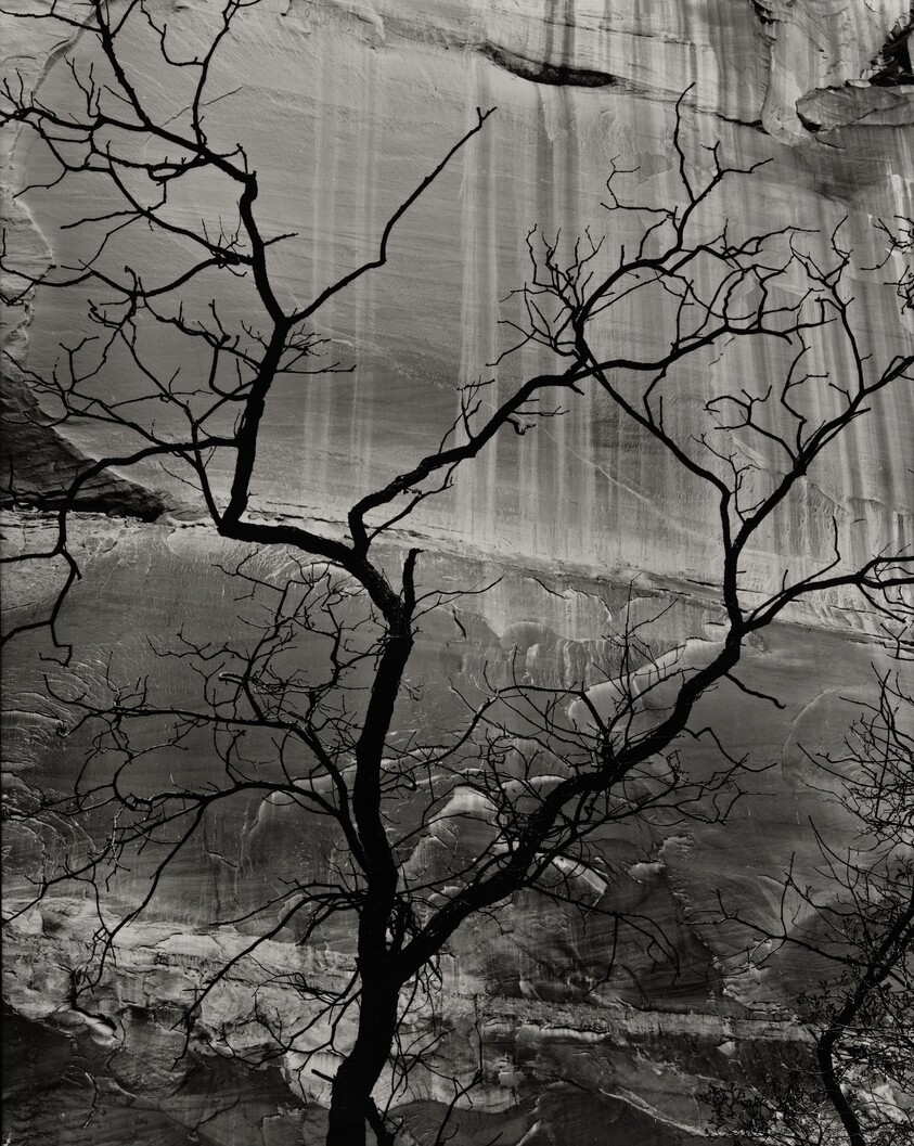 Rock and Tree, Glen Canyon