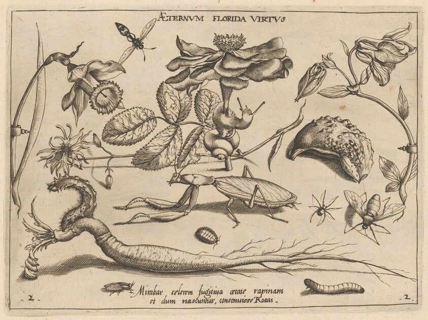 Archetypa studiaque patris Georgii Hoefnagelii [Part 2, Plate 2]