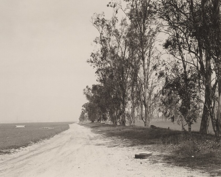 Abandoned windbreak, west of Fontana, California