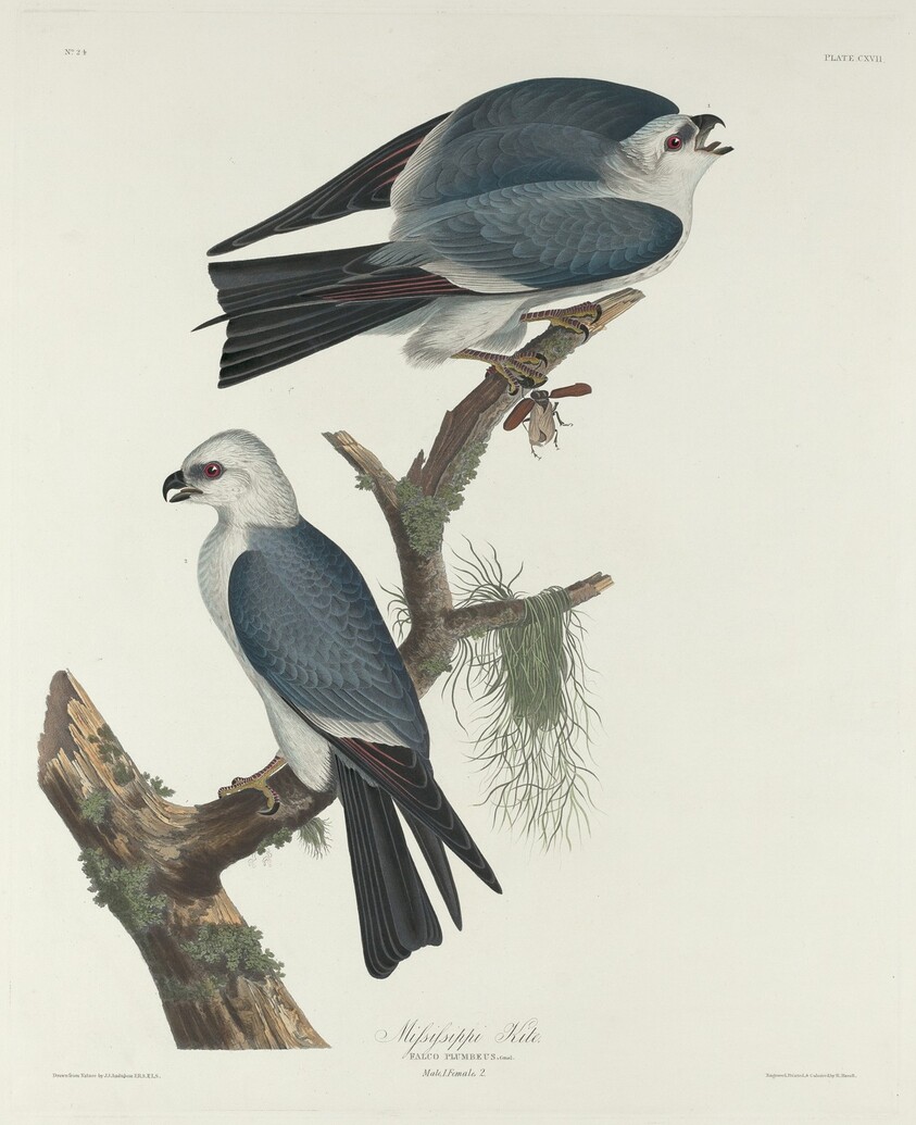Mississippi Kite