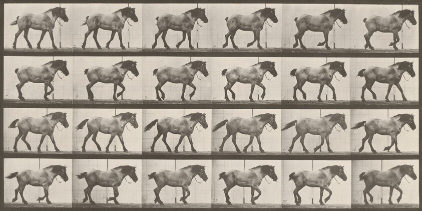 Plate Number 574. "Hansel" walking, free