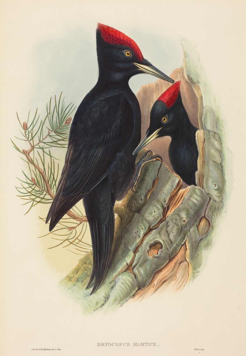 Great Black Woodpecker (Dryocopus martius)
