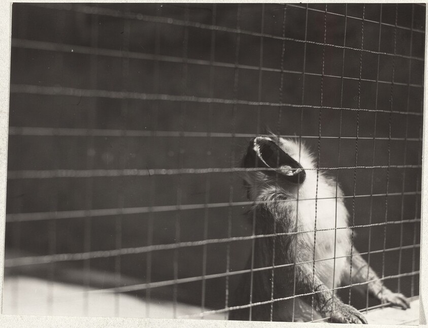 Baboon in zoo, Zurich--40 Fotos