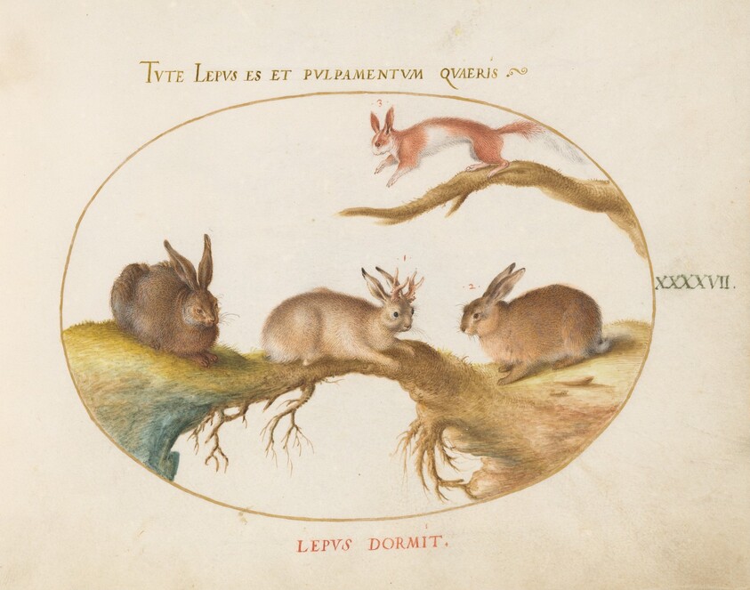 Plate 47: A Hare, "Jackalope," a Rabbit, and a Spotted Squirrel