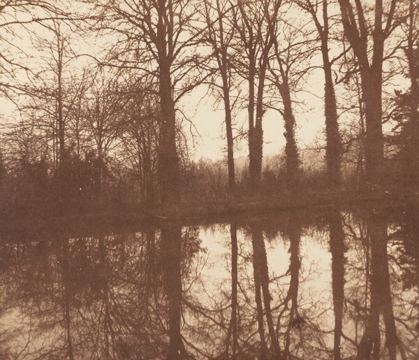 Winter Trees, Reflected in a Pond
