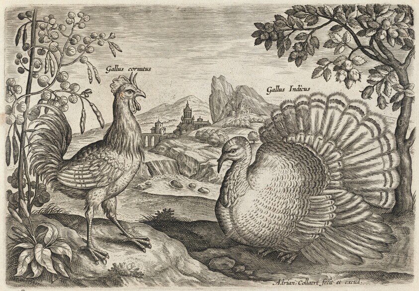 Horned Cock and Turkey