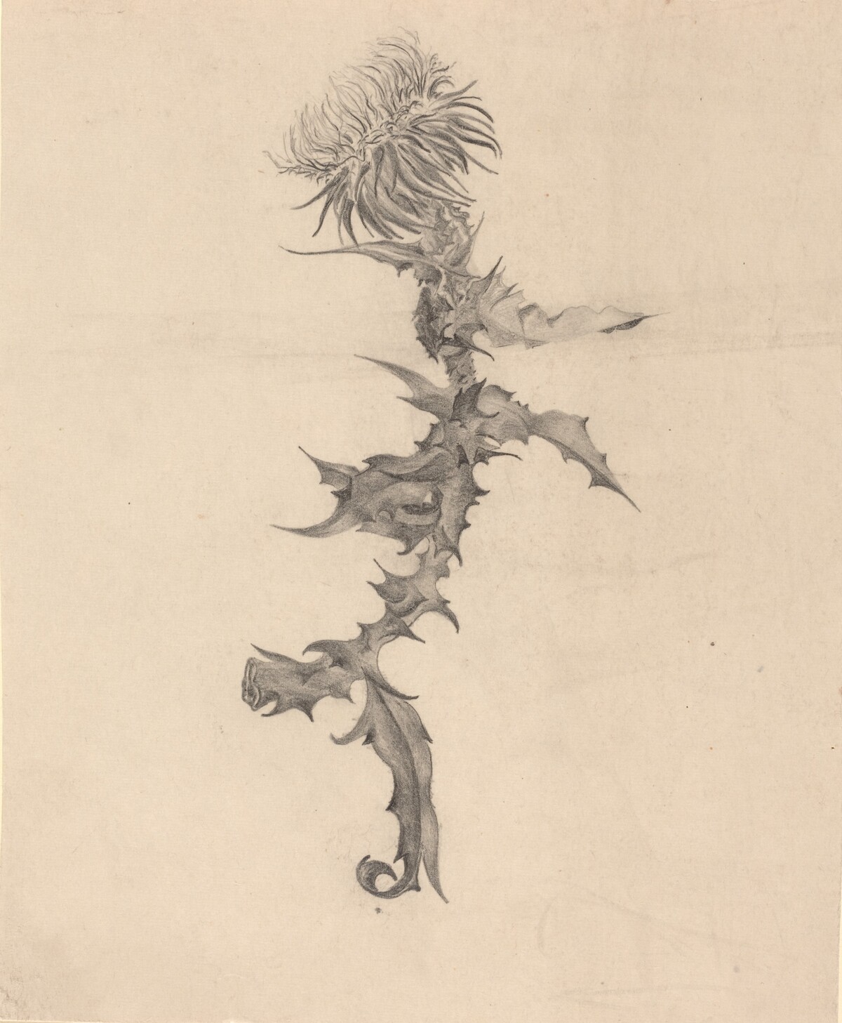 Thistle
