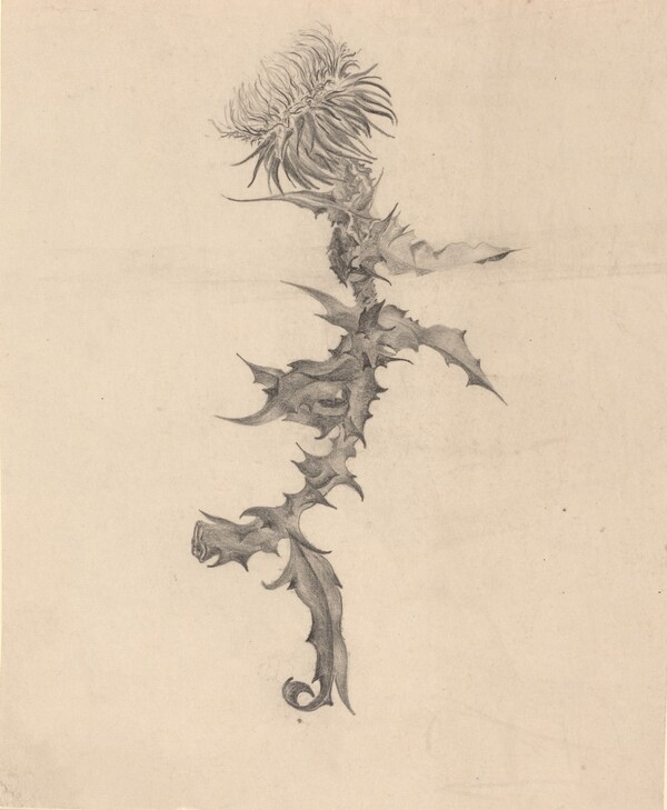 Thistle
