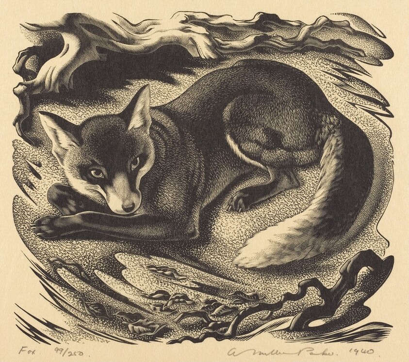 Fox