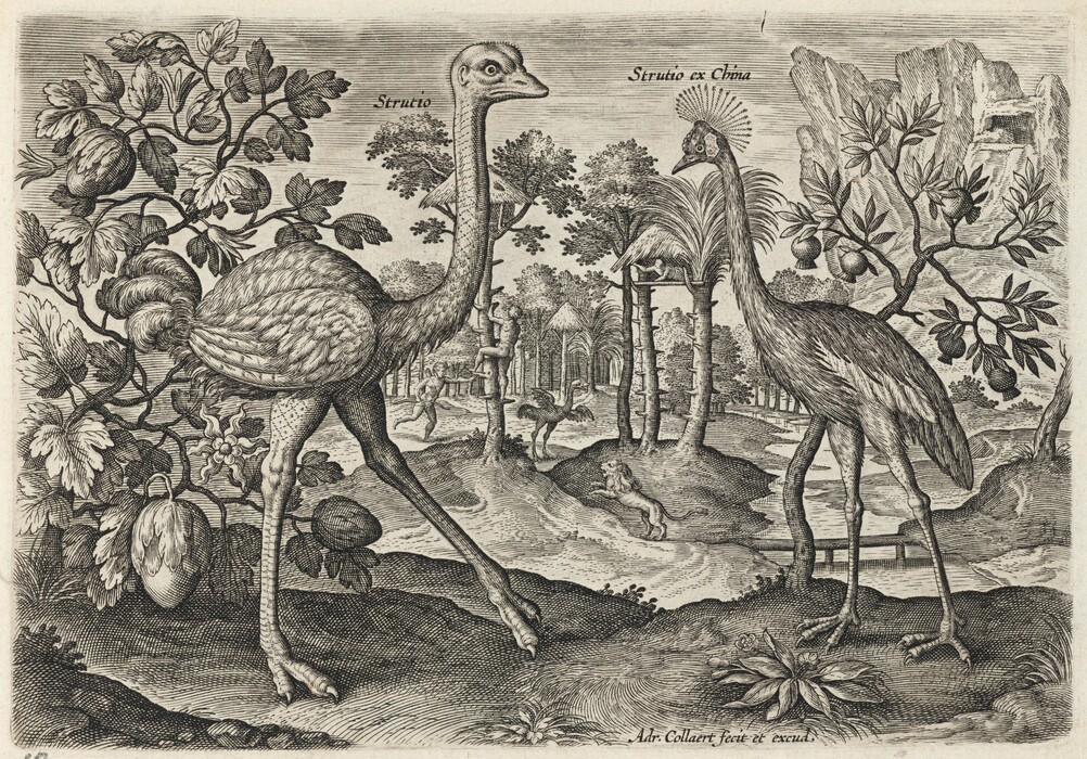 The image shows an intricate illustration of two birds, labeled "Struthio" and "Struthio ex China." The birds appear detailed, with finely rendered feathers. They are surrounded by lush foliage, including large leaves and fruit-bearing trees. In the background, there are additional trees, huts, and a small figure. The scene is created using strong, meticulous lines, giving a rich texture. The engraving uses a monochromatic palette to emphasize contrasts through shadows and dense lines, creating depth. The background includes another ostrich, a person climbing a tree, and a lion, contributing to an exotic landscape.