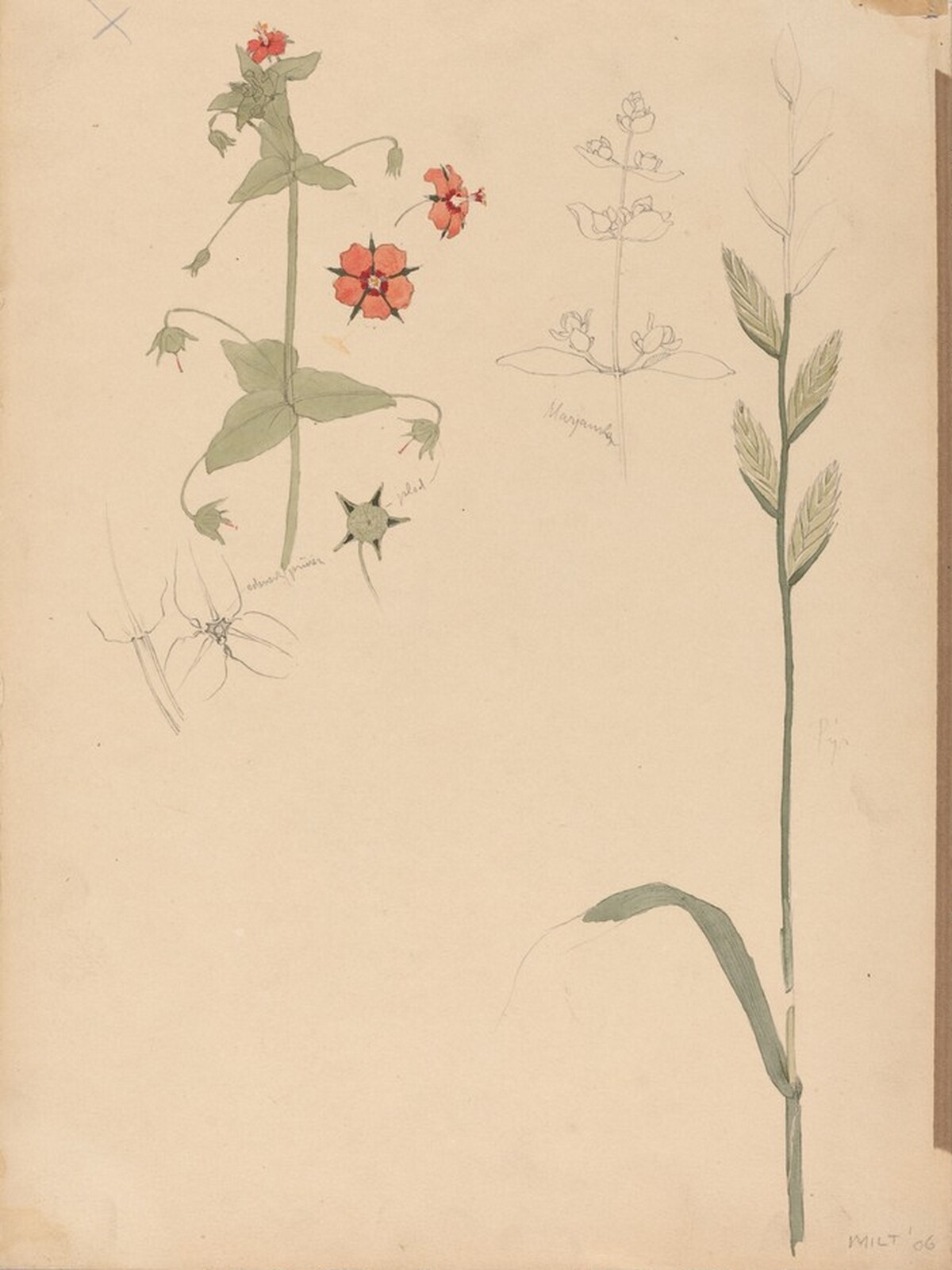 Botanical Sketch