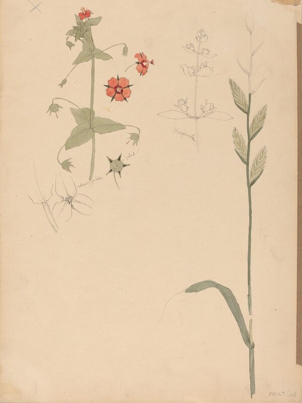 Botanical Sketch