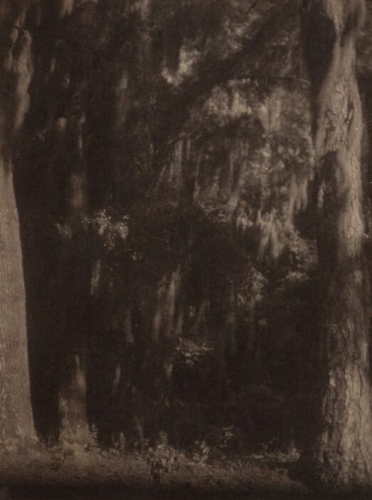 The image shows a woodland scene with dense trees dominating the view. There is no clear horizon visible, as the thick branches, leaves, and shadows fill the image's expanse. The technique used gives the scene a soft appearance, as if seen through a mist with slightly blurred edges, adding a dreamy quality. The color palette consists of deep and muted earthy tones, primarily browns and dark greens, creating a mysterious atmosphere.