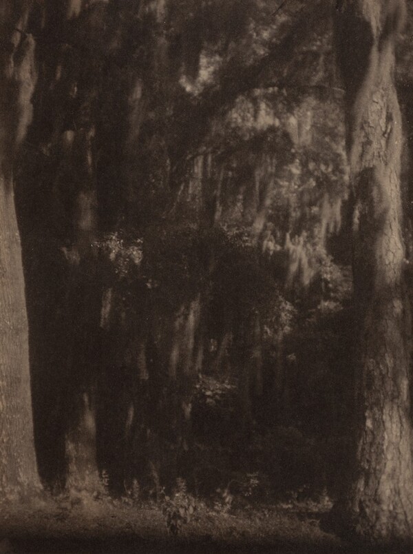 Cypress Trees, South Carolina