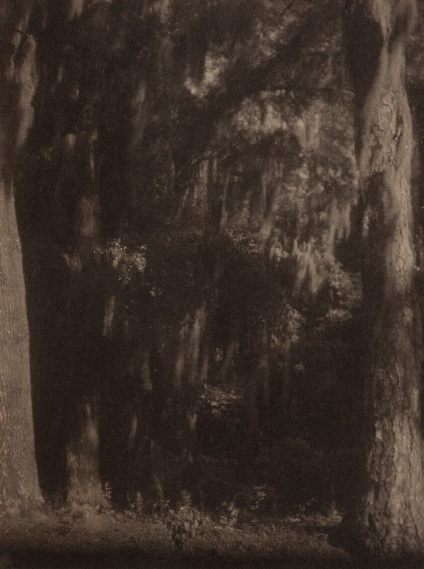 Cypress Trees, South Carolina