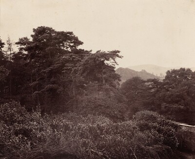 Study of Foliage