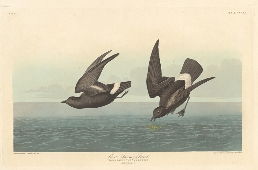 Least Stormy Petrel