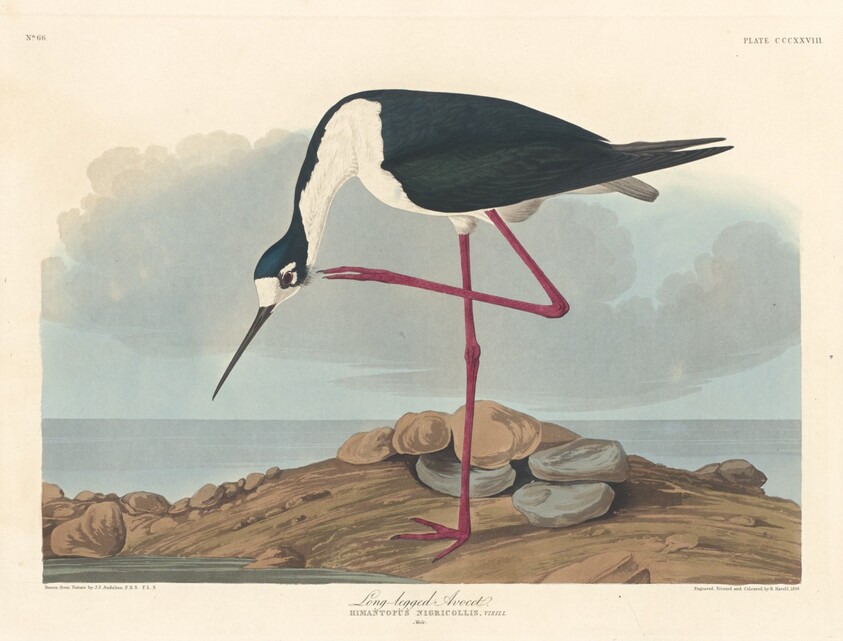 Long-legged Avocet
