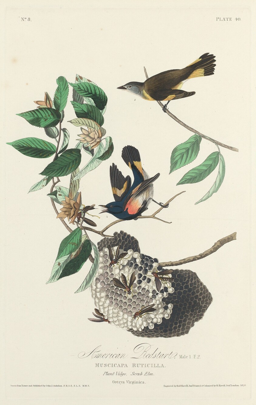 American Redstart