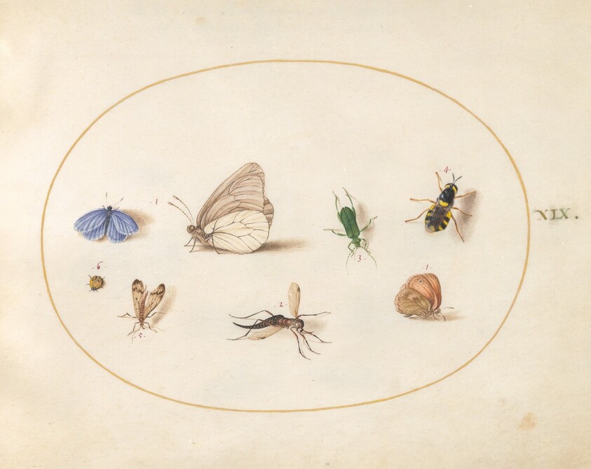Plate 19: Two Butterflies with Five Other Insects