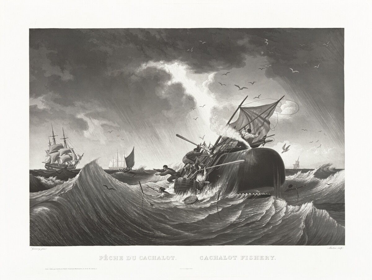 Pêche du Cachalot, Cachalot Fishery