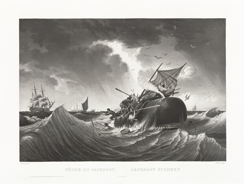 Pêche du Cachalot, Cachalot Fishery
