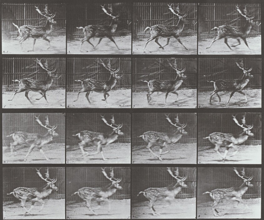 Plate Number 682. Fallow deer, buck. A: Trotting. B: Galloping