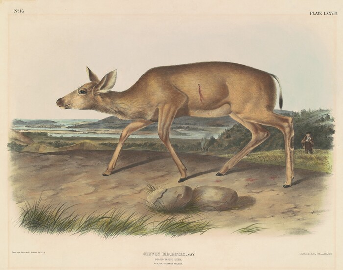 The image displays a side view of a deer in motion. The background features a horizon, depicting the meeting point of the sky and land. The painting captures fine details of the deer's fur and the surrounding landscape with meticulous brushstrokes. The color palette includes earthy tones, with the deer contrasting against the greens and blues of the environment. Blades of grass and rocks are visible in the foreground, adding depth. In the distance, trees, hills, and a small figure holding a rifle can be seen.