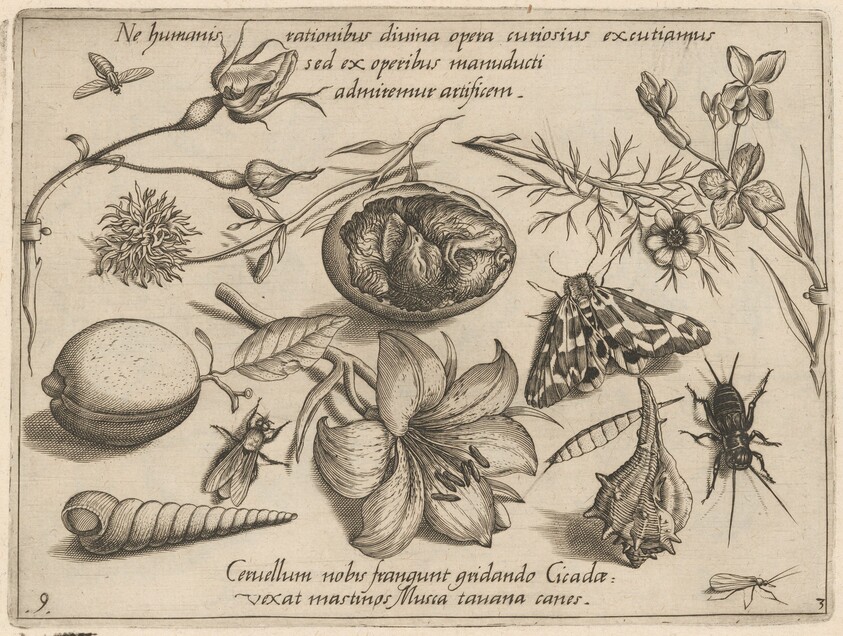 Archetypa studiaque patris Georgii Hoefnagelii [Part 3, Plate 9]