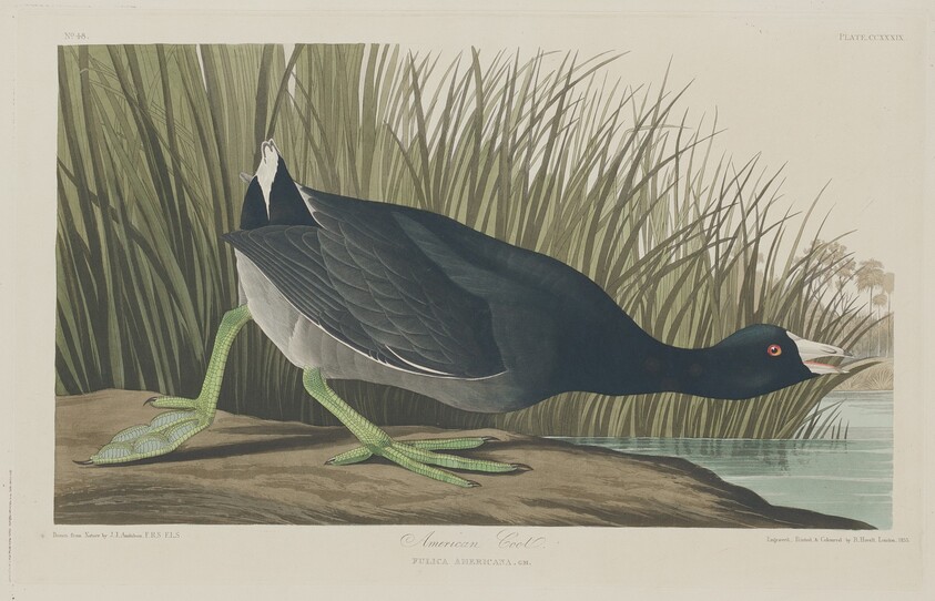 American Coot
