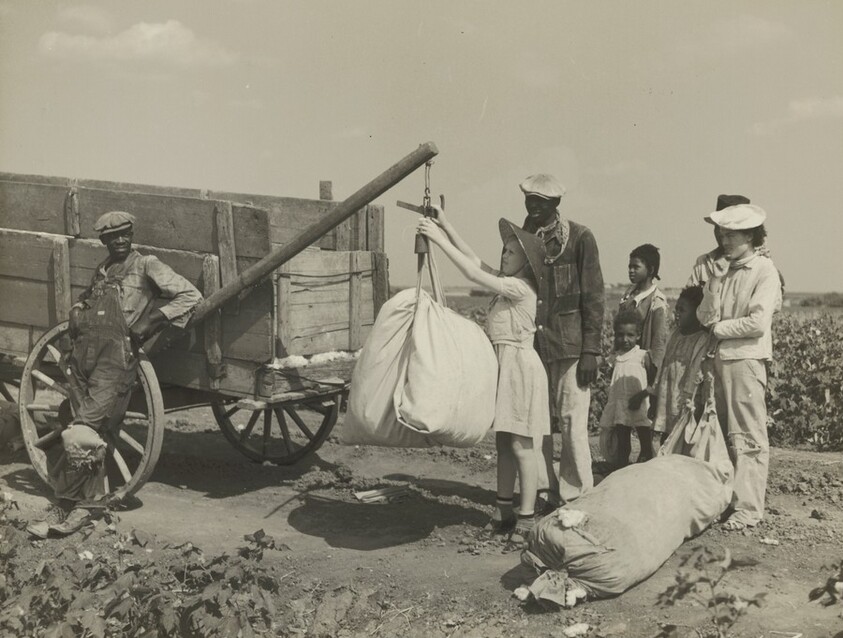 Weighing Cotton, Kaufman County, Texas