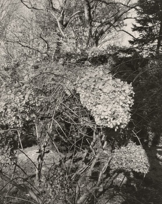 The image shows a black and white photograph taken from a front-facing point of view in a wooded area. In the foreground, there is a cluster of dried hydrangea flowers amongst leafless vines. Beyond them, the ground is uneven and leads into a dense gathering of trees and shrubs, obscuring the horizon. In the distance, there is a large tree with expansive, bare branches. The scene is rendered in shades of gray, emphasizing light and shadow across the elements.
