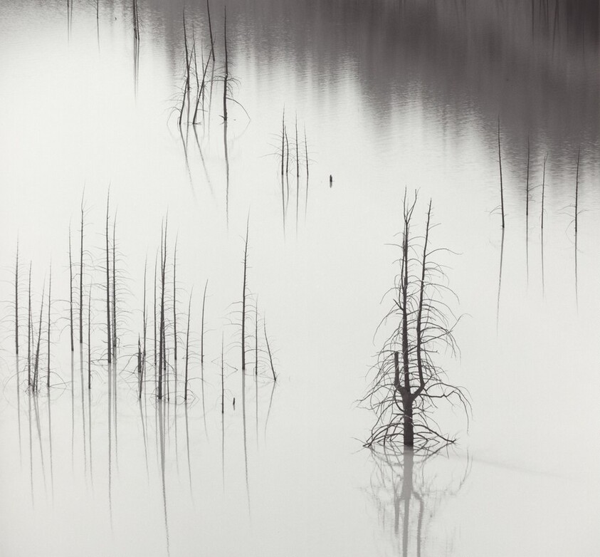 Trees, Slide Lake,  Grand Teton National Park, Wyoming