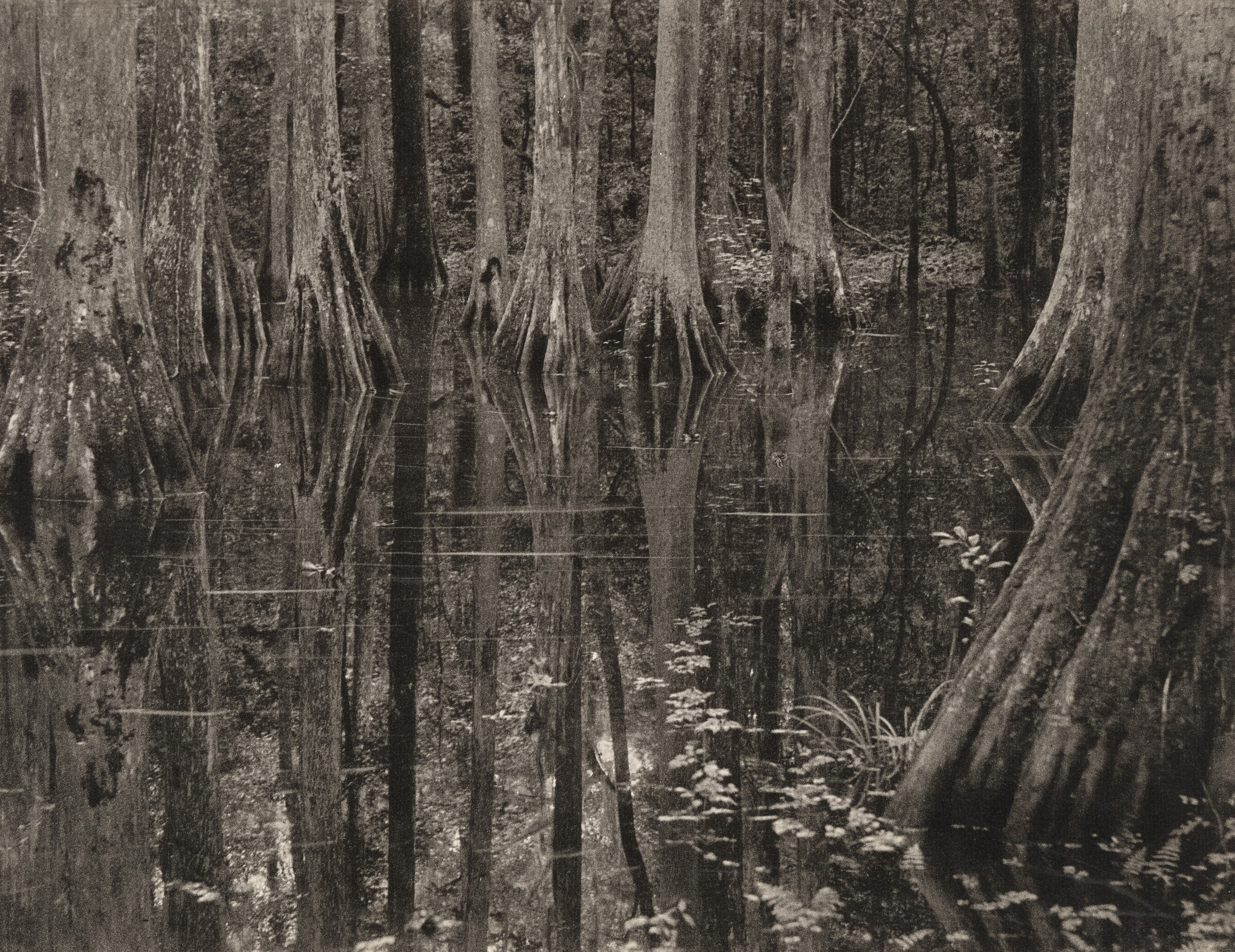 Mangrove Scene, Doris Ulmann, 1929–1930, printed 1933