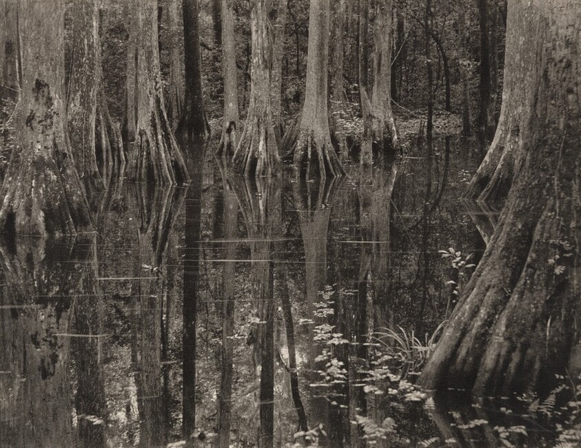 Mangrove Scene