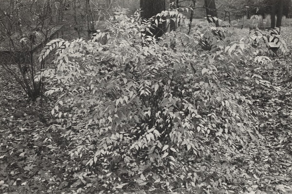Kerria Japonica Shrub, New City, New York