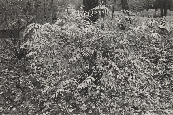 Kerria Japonica Shrub, New City, New York