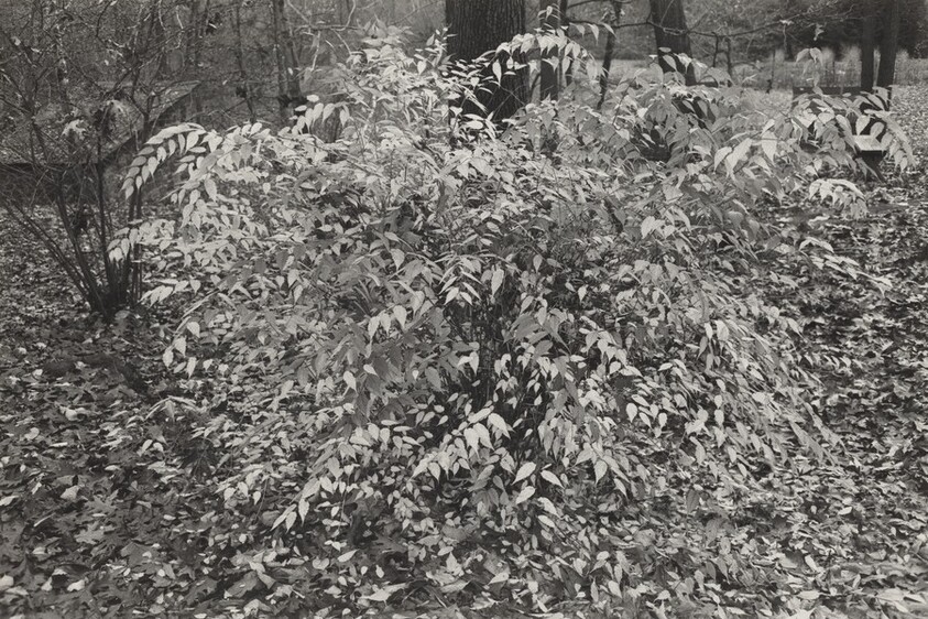 Kerria Japonica Shrub, New City, New York