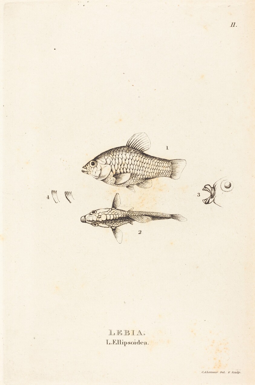 Lebia (L'Ellipsoidea)