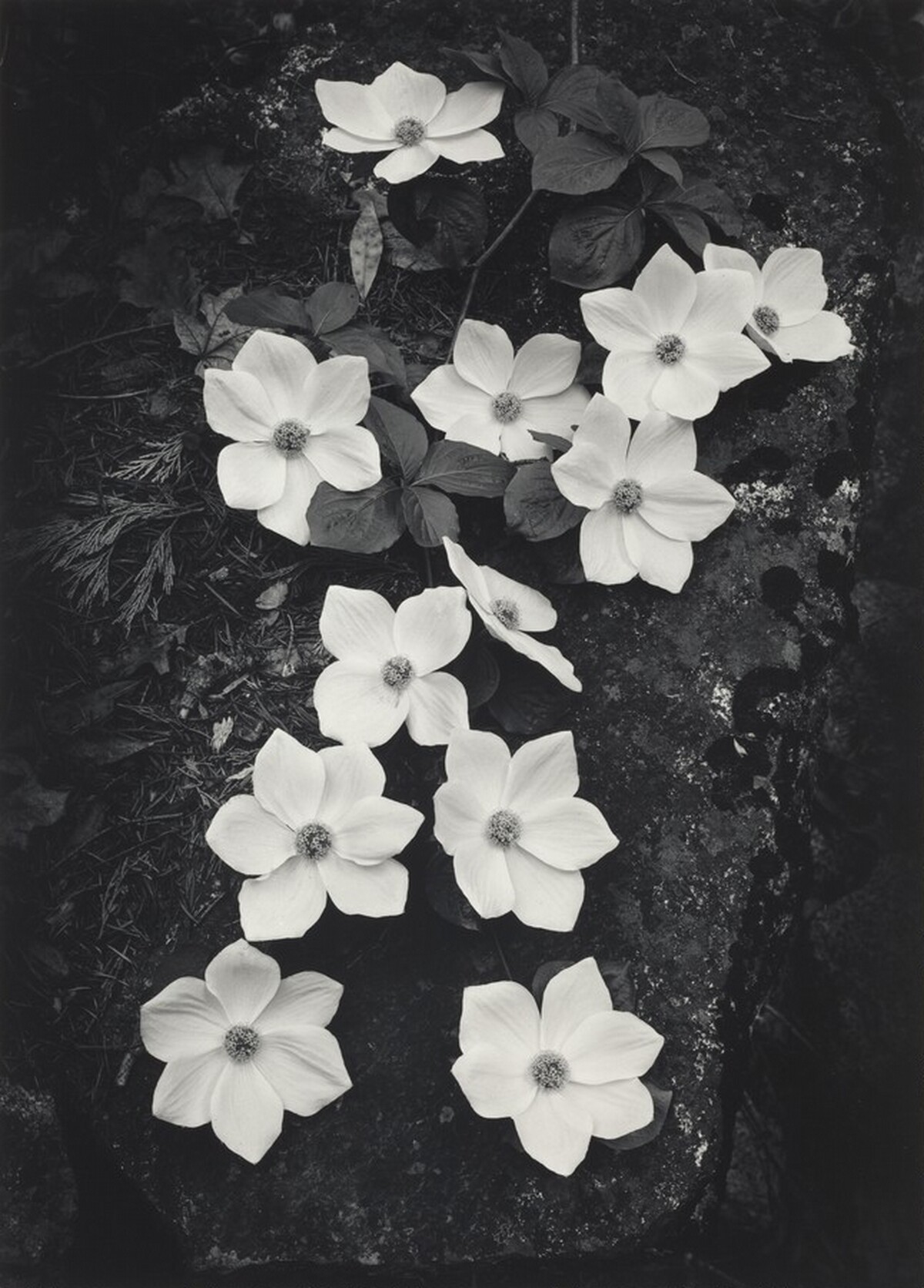 Dogwood, Yosemite National Park, California