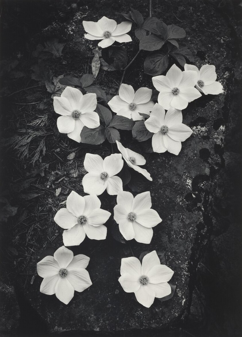 Dogwood, Yosemite National Park, California